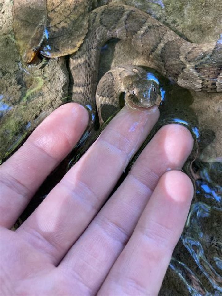 Are snakes bad?