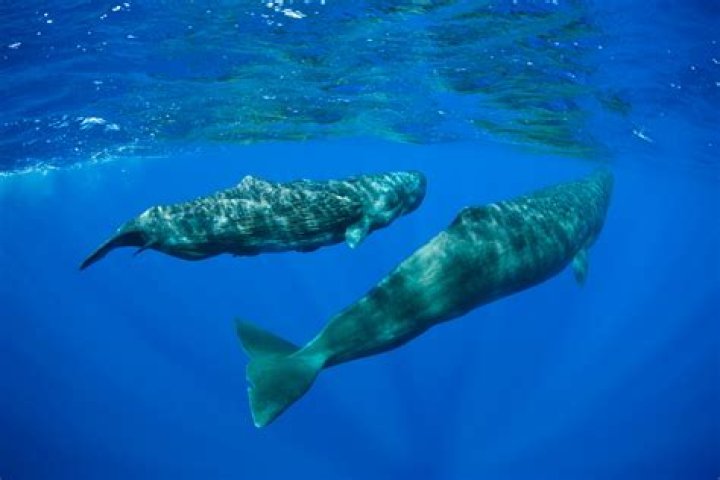Are sperm whales in the Bahamas?