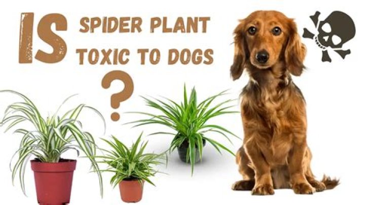 Are spider plants toxic to dogs?