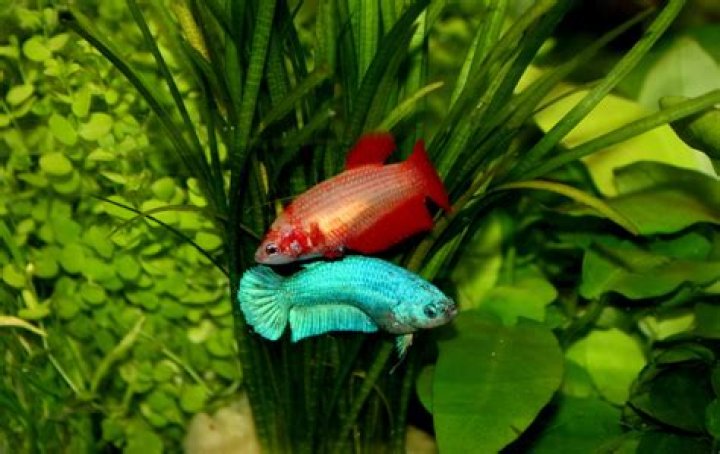 Are tannins good for bettas?