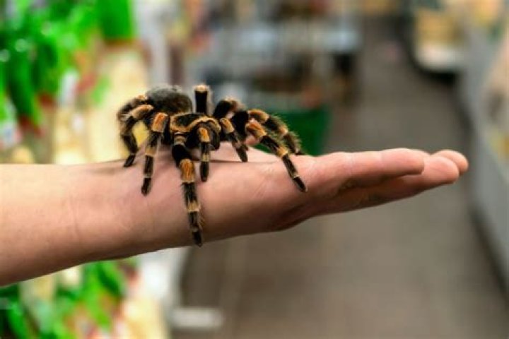 Are tarantulas friendly?