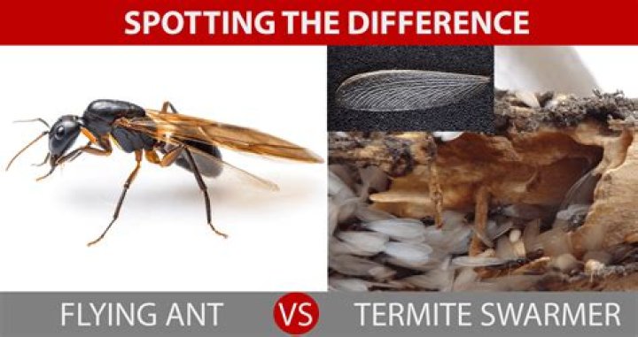 Are termites a serious problem?