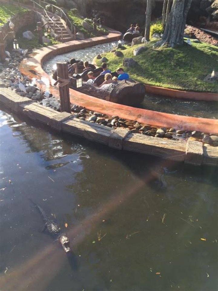 Are there alligators near Disney World?