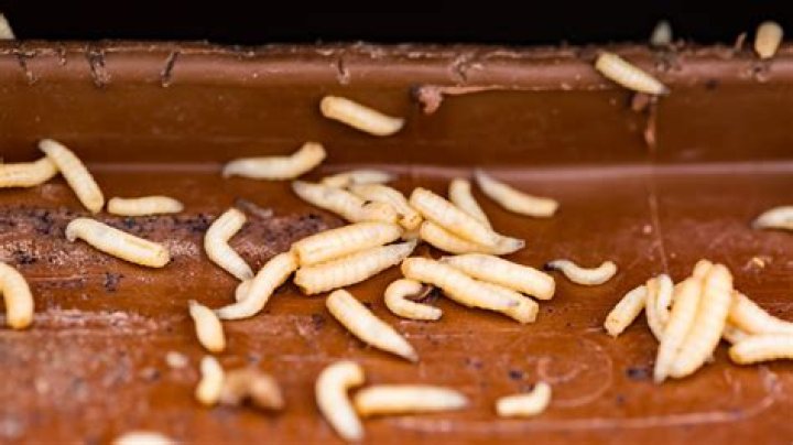 Are there maggots in ketchup?