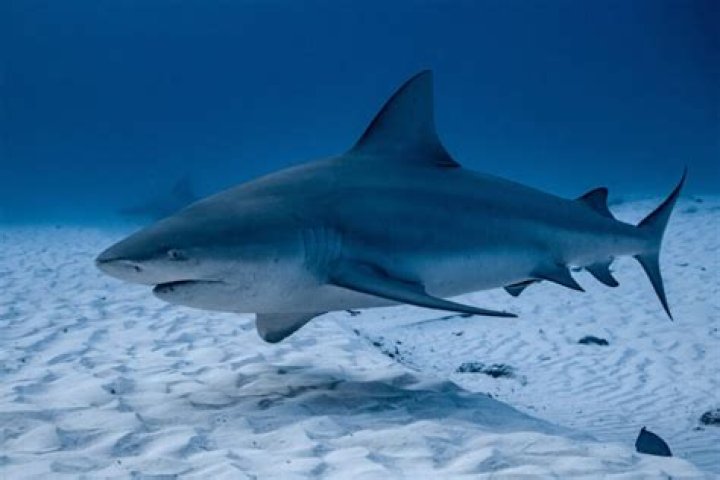 Are there sharks at Cancun?