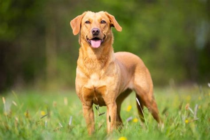 Are there short haired golden retrievers?