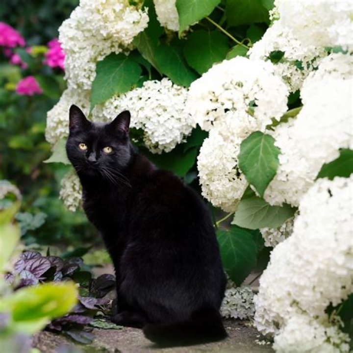 Are Twizzlers poisonous to cats?