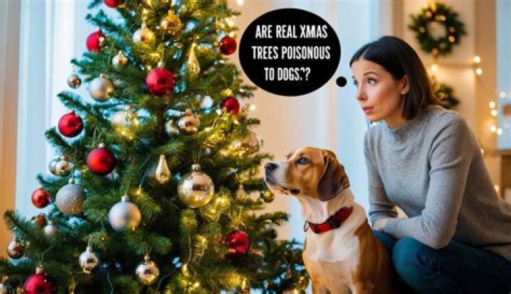 Are Xmas trees poisonous to dogs?