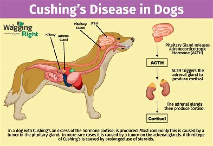 At what age do dogs get Cushing's disease?