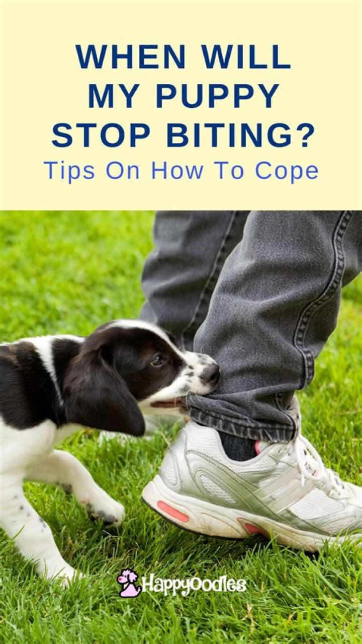 At what age should a puppy stop biting you?