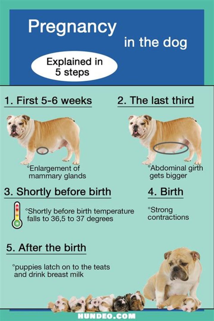 Can a 3 month old male puppy get a female dog pregnant?