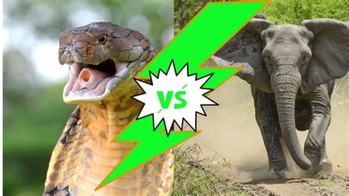 Can a anaconda eat an elephant?