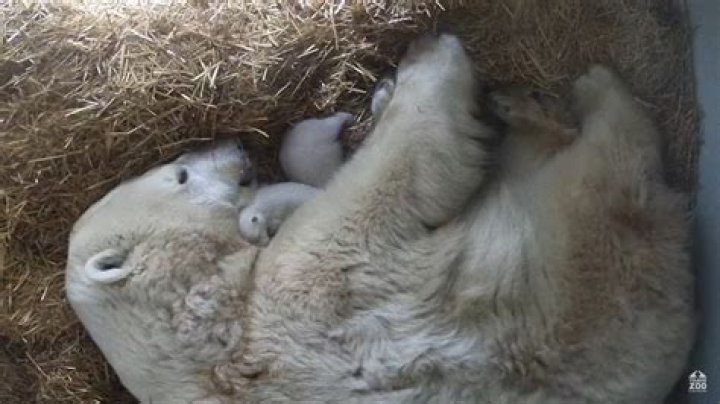 Can a bear give birth while hibernating?