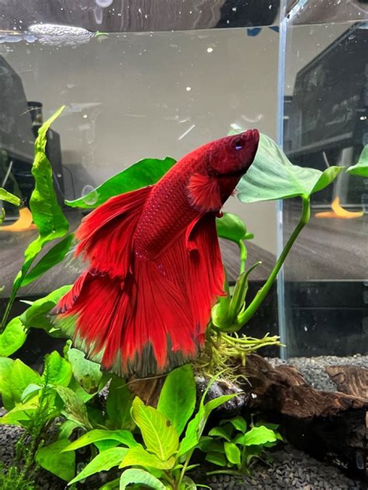 Can a betta Grow fins back?