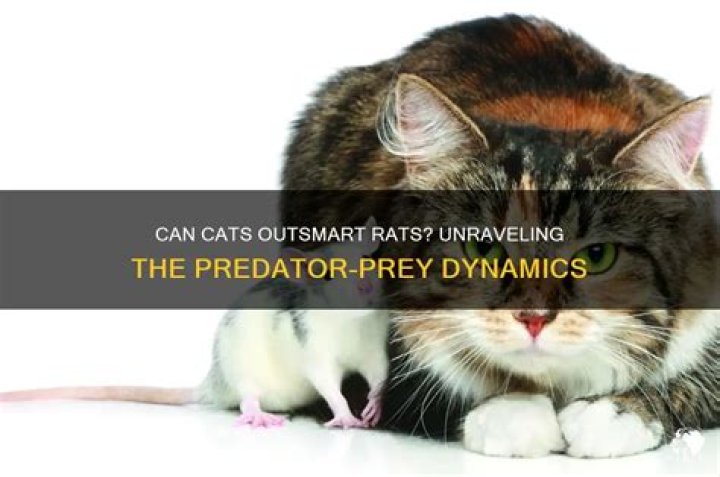 Can a cat beat a rat?