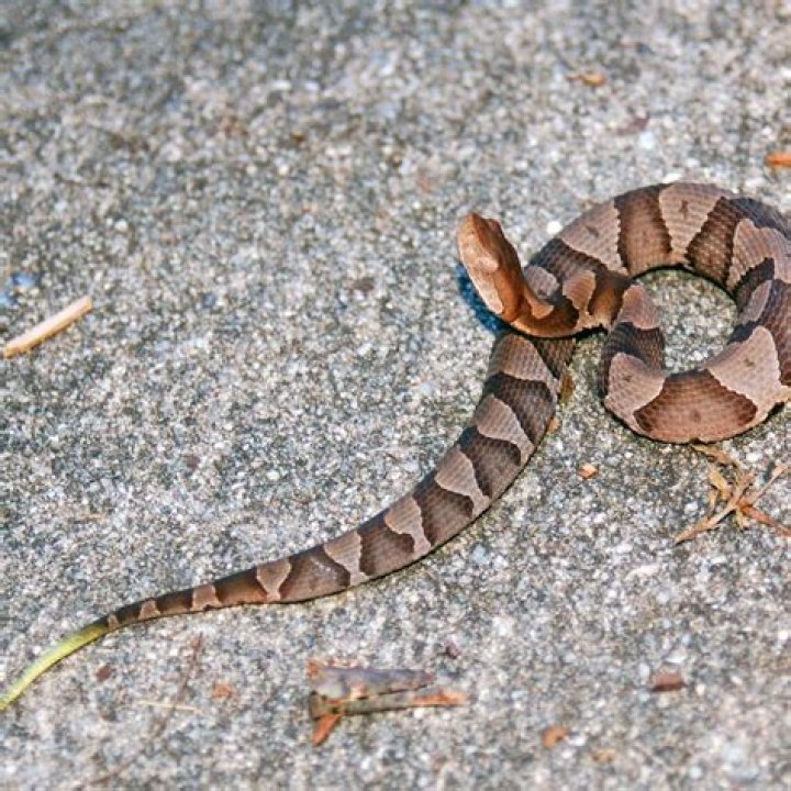 Can a copperhead climb a brick wall?