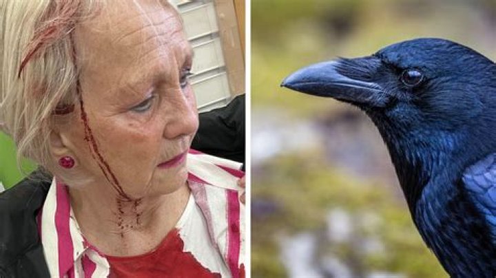 Can a crow remember a human face?