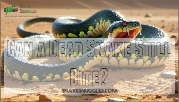 Can a dead snake still bite you?