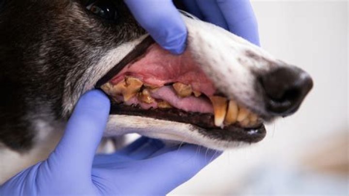 Can a dog be ADHD?