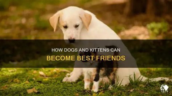 Can a dog have a kitten?