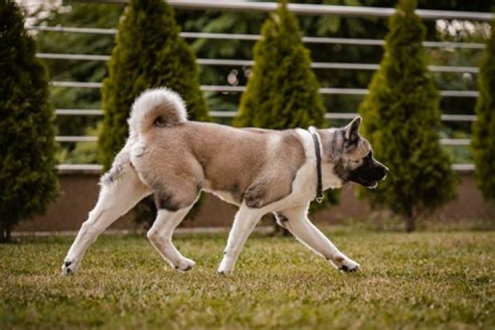 Can a dog recognize their owner?