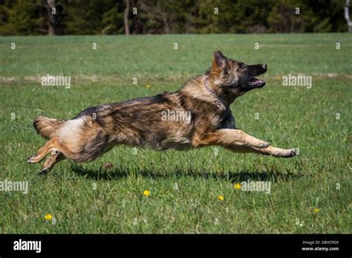 Can a German shepherd run a marathon?