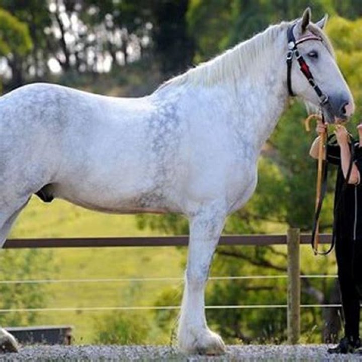 Can a grizzly bear outrun a horse?