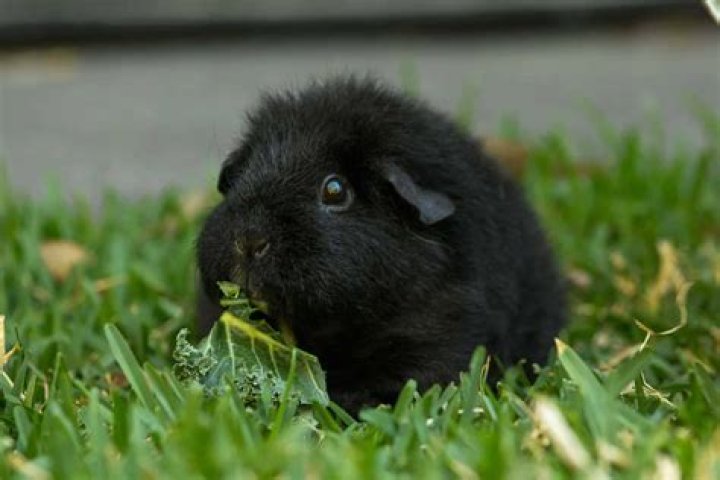 Can a guinea pig see in the dark?