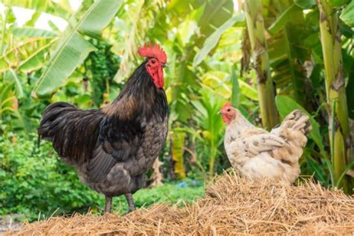Can a hen fertilize her own eggs?