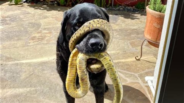 Can a horse hair turn into a snake?