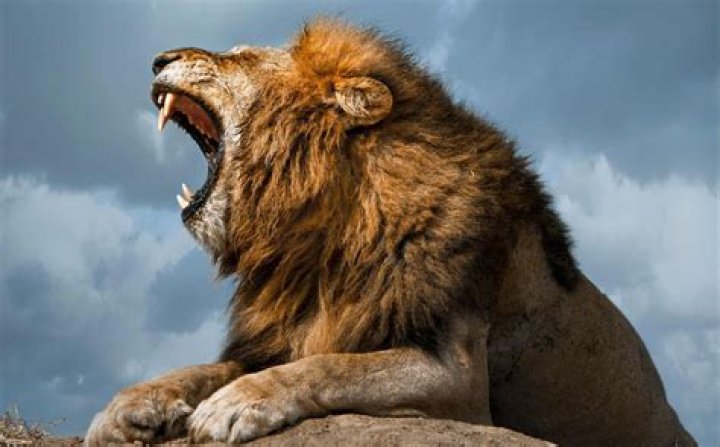 Can a human roar like a lion?