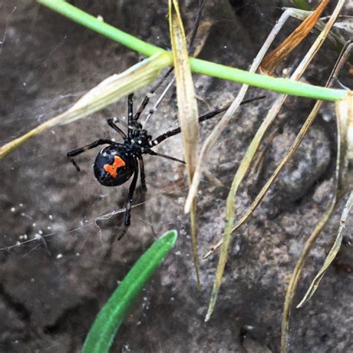 Can a lizard eat a black widow?