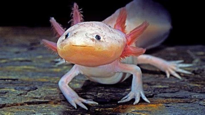 Can a lizard regrow its leg?