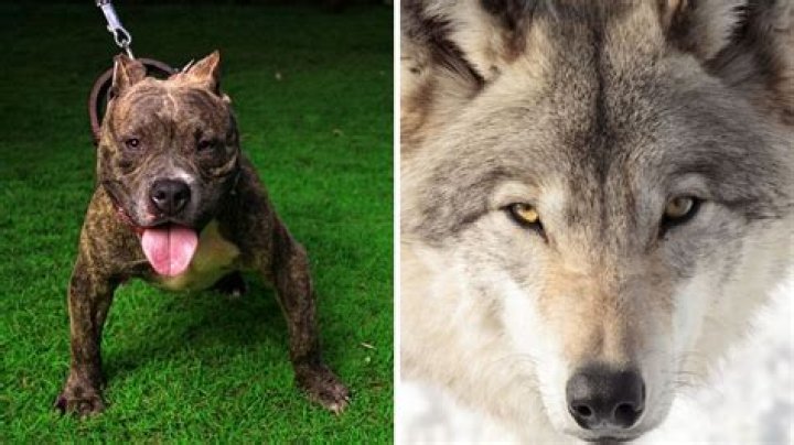 Can a pitbull beat a wolf?