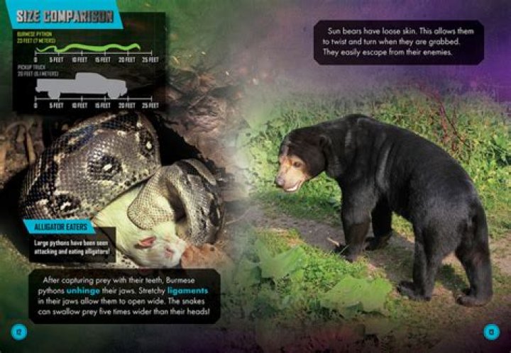 Can a python eat a bear?