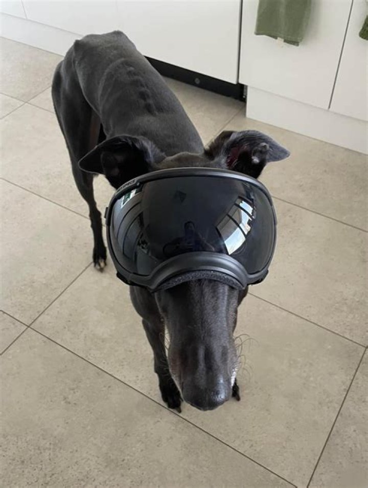 Can a rat hurt a dog?