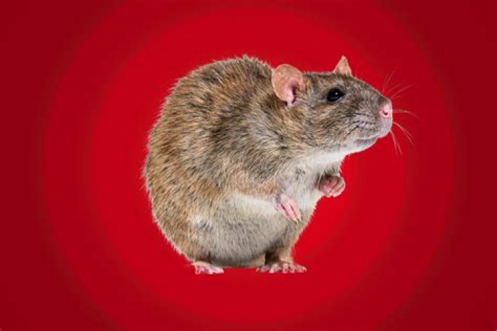 Can a rat see?