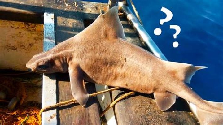 Can a shark sink a boat?