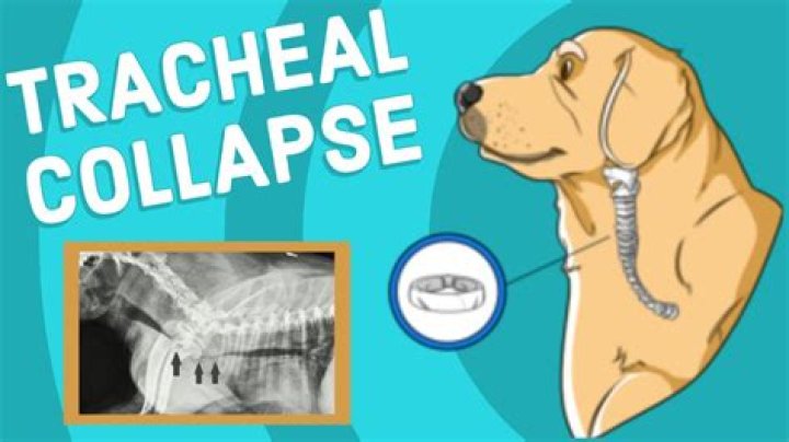 Can a shock collar cause a collapsed trachea?