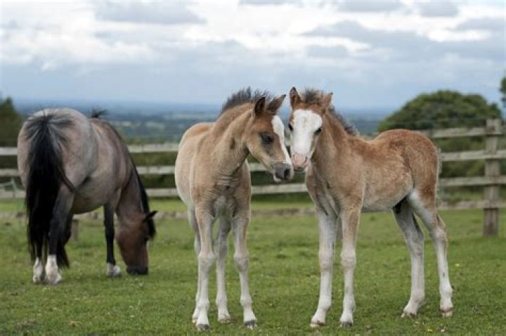 Can a yearling colt get a mare pregnant?