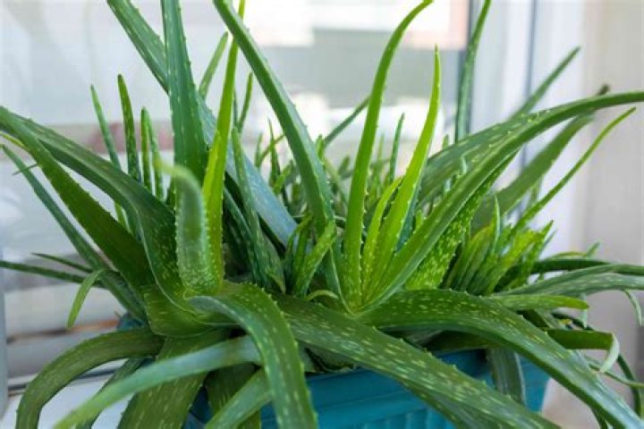 Can aloe vera be used on lips?