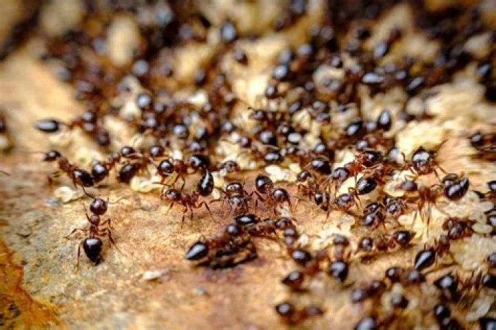 Can an ant fart?