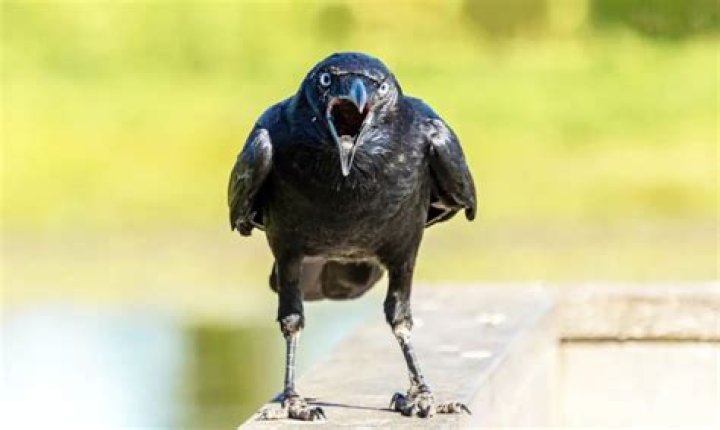 Can animals hold grudges?