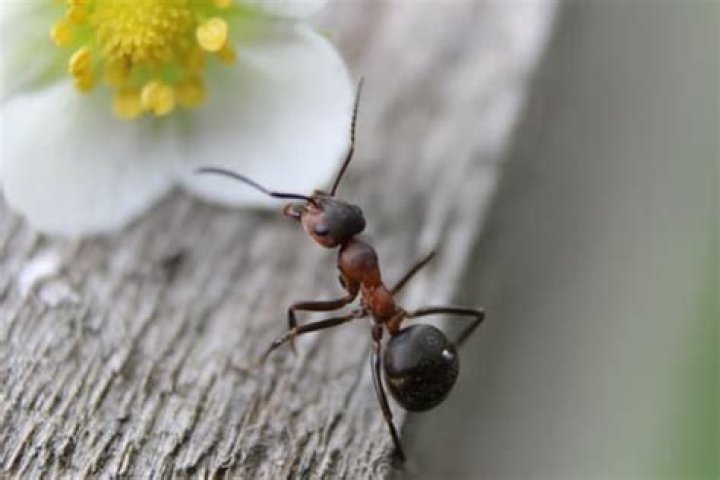 Can ants fall to death?