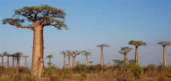 Can baobab tree grow in Europe?