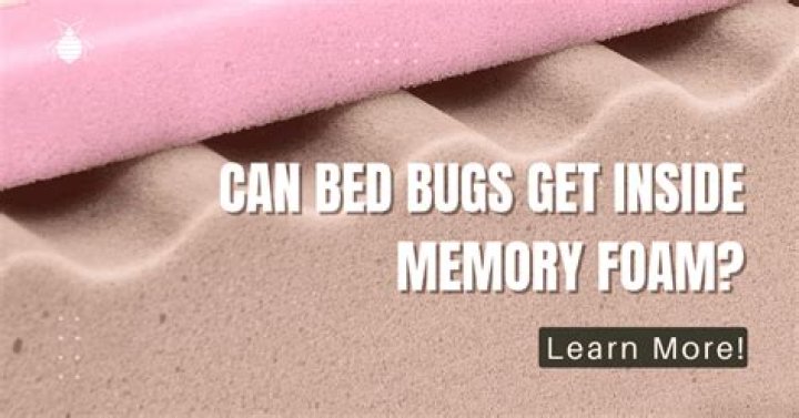 Can bed bugs live in memory foam?