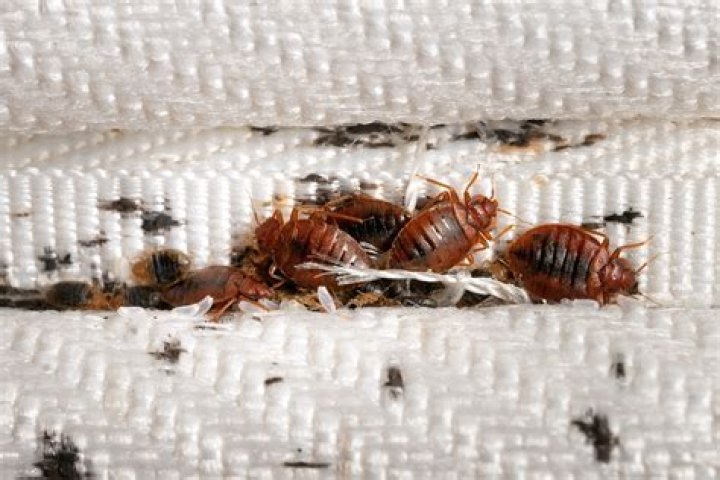 Can bed bugs live in walls?