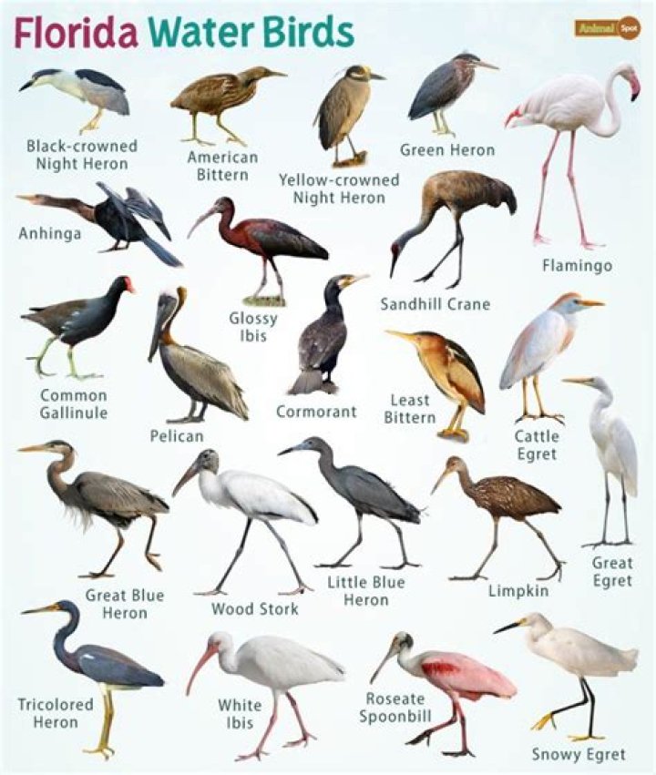 Can birds choke on water?