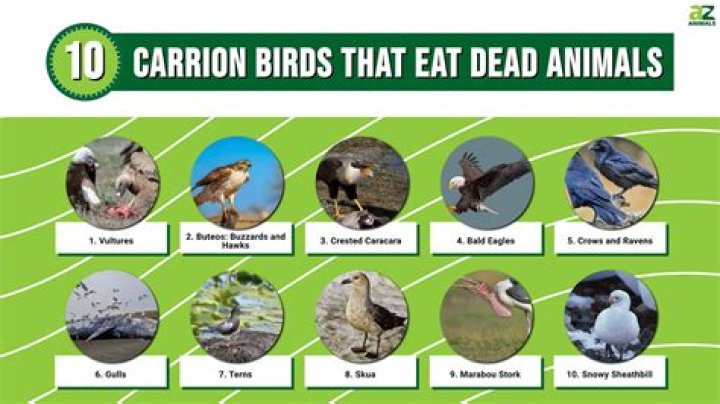 Can birds eat mince?