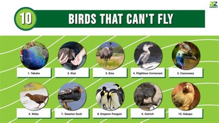 Can birds forget to fly?